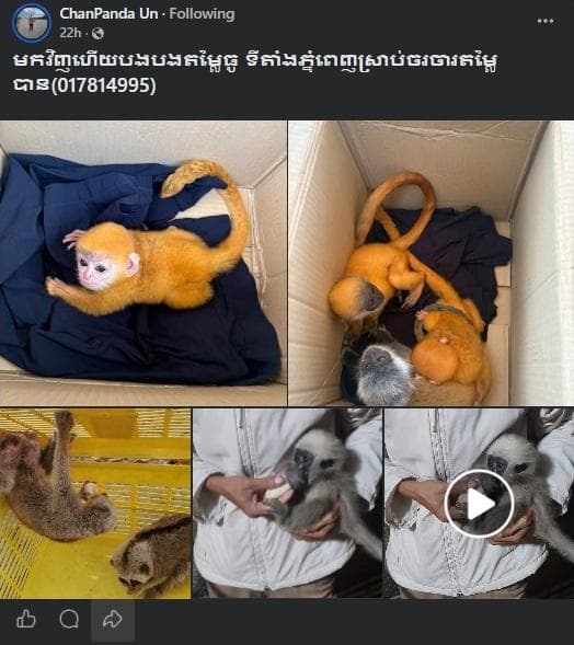 A public Facebook post advertising Slow Loris, Silver Langur, and gibbons