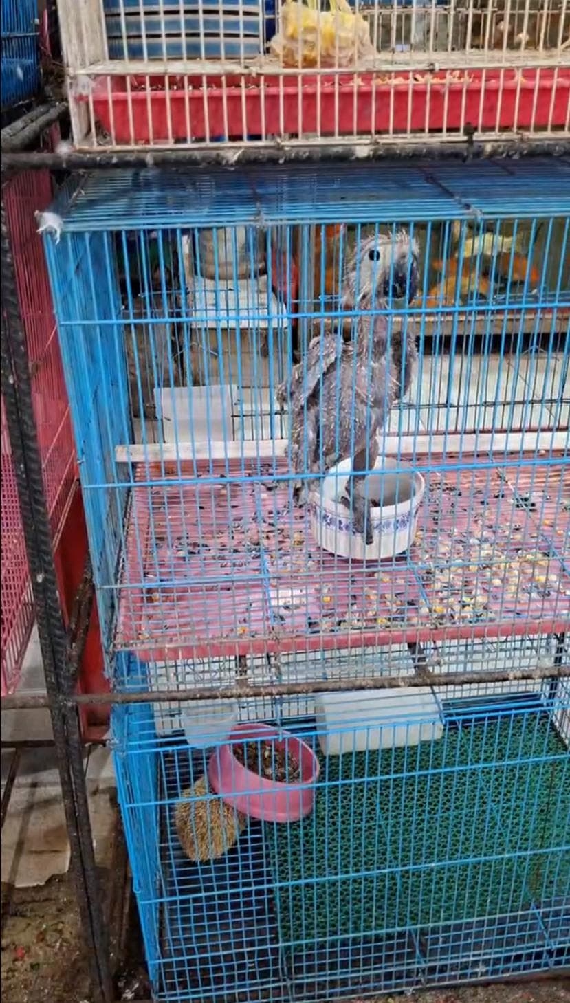 A featherless African Grey Parrot in a stacked cage, with a hedgehog below and other birds above
