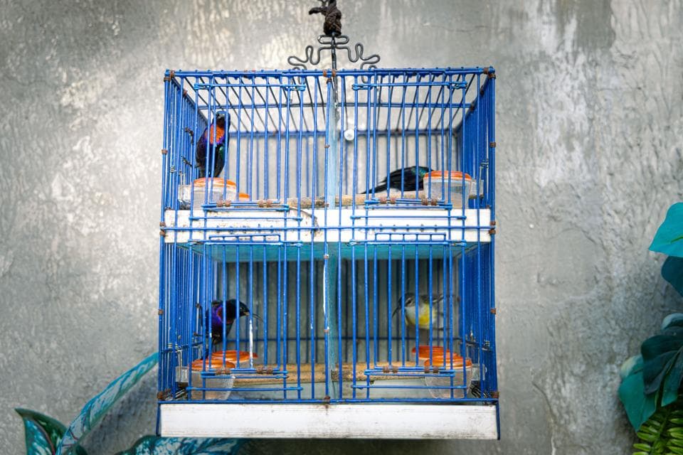A cage divided into four boxes, each holding male and female Copper-Throated Sunbirds