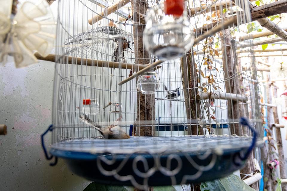 A White-Rumped Shama dead in its cage, with other caged birds behind it
