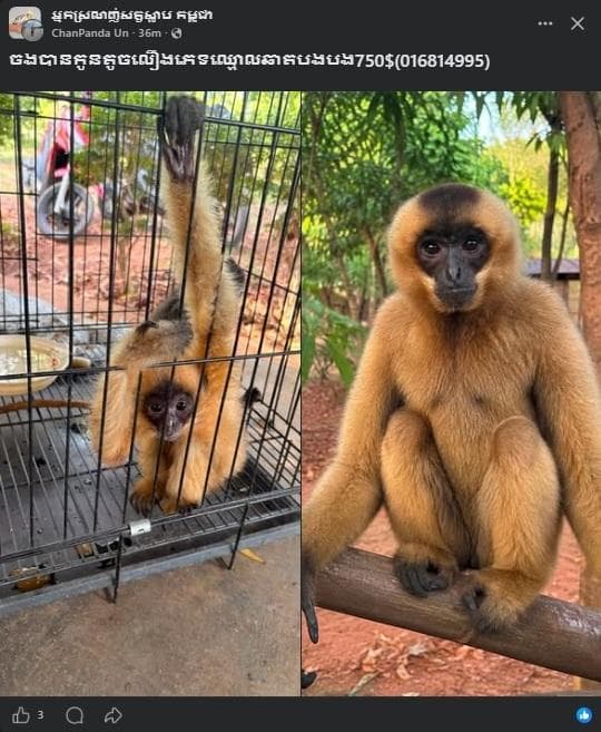 A public Facebook post advertising a caged Yellow-Cheeked Gibbon for 750 dollars