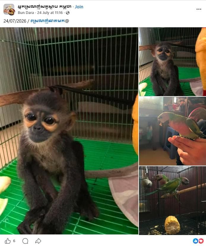 A public Facebook post offering a Black-Shanked Douc and parakeets for sale