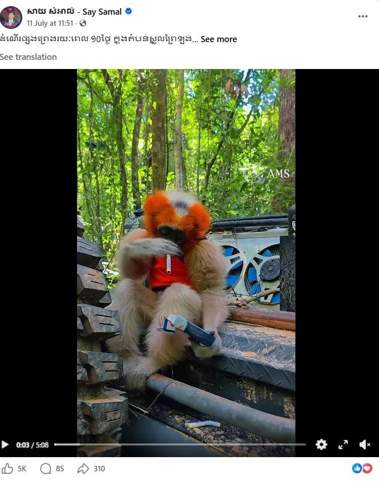 A video frame showing a Pileated Gibbon with orange-dyed fur playing with a cigarette