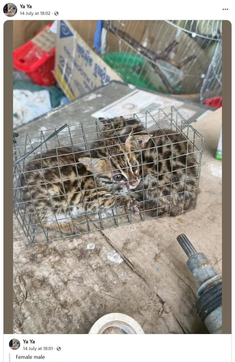 Two Leopard Cat kittens advertised in a small cage in a public Facebook post